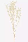 Сушені стебла Madam Stoltz колір бежевий (3344860) Сушені стебла Madam Stoltz колір бежевий (3344860)