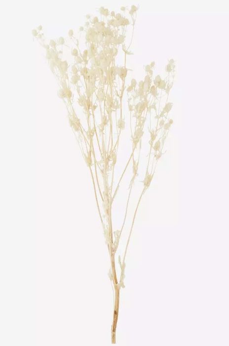 Сушені стебла Madam Stoltz колір бежевий (3344860) Сушені стебла Madam Stoltz колір бежевий (3344860)