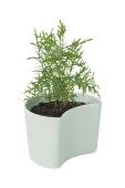 Горщик з насінням Rig-Tig Your Tree Birch колір зелений Горщик з насінням Rig-Tig Your Tree Birch колір зелений