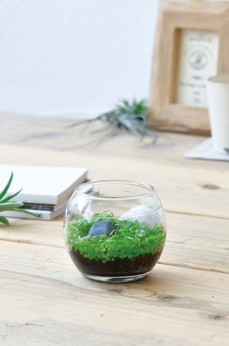 Набір для вирощування рослин Noted Water Garden колір барвистий Набір для вирощування рослин Noted Water Garden колір барвистий