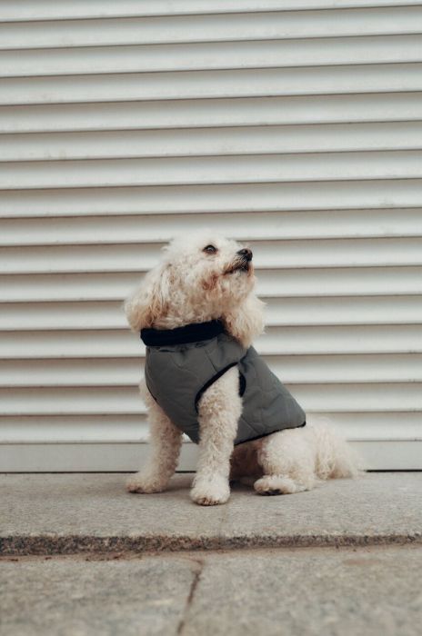 Куртка для собаки Medicine колір срібний (3692254) Куртка для собаки Medicine колір срібний (3692254)