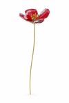 Декорація Swarovski 5646018 GARDEN TALES колір червоний Декорація Swarovski 5646018 GARDEN TALES колір червоний
